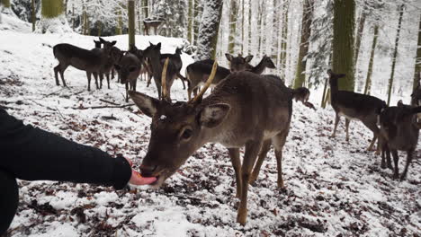 Fallow-deer-buck-eating-fruit-offered-from-hand,winter-forest,snow,POV