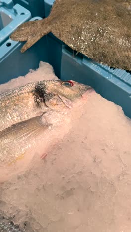 fresh fish at a market