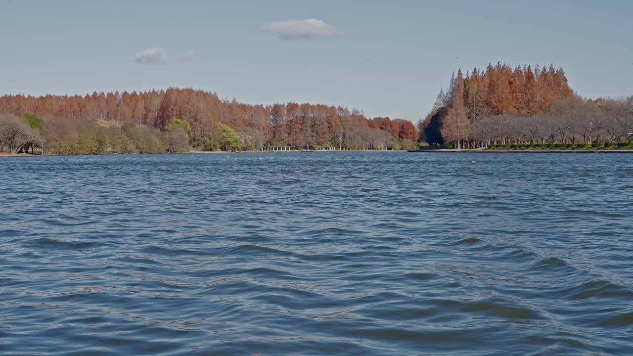 A wide-angle landscape of a vast, calm pond with ripples on the water, surrounded by a dense forest of rust-colored Metasequoia trees under a clear sky in Mizumoto Park