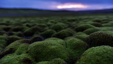mossy field at dusk