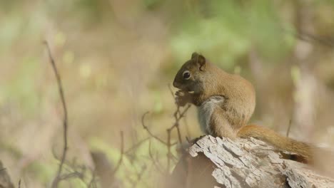 Hungriges-Eichhörnchen-Frisst-Im-Wald,-Verschwommene-Elemente