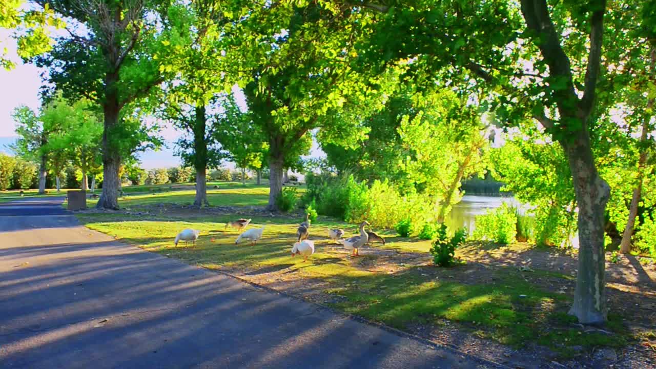 todo es sólo patito en el parque estatal floyd lamb en los suburbios de las vegas
