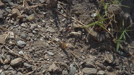 Avispa-Peleando-Con-Larvas-Insecr-En-Suelo-Sucio,-Vista-De-Arriba-Hacia-Abajo-A-Cámara-Lenta