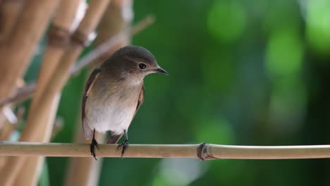 taiga flycatcher, ficedula albicilla