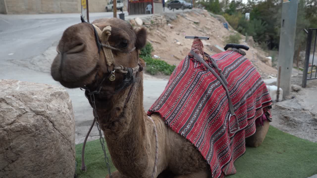 イスラエル・パレスチナの毛布を持つ飼いならされたラクダ