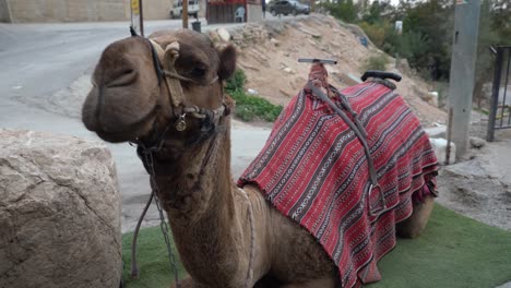 camello domesticado con manta en israel palestina