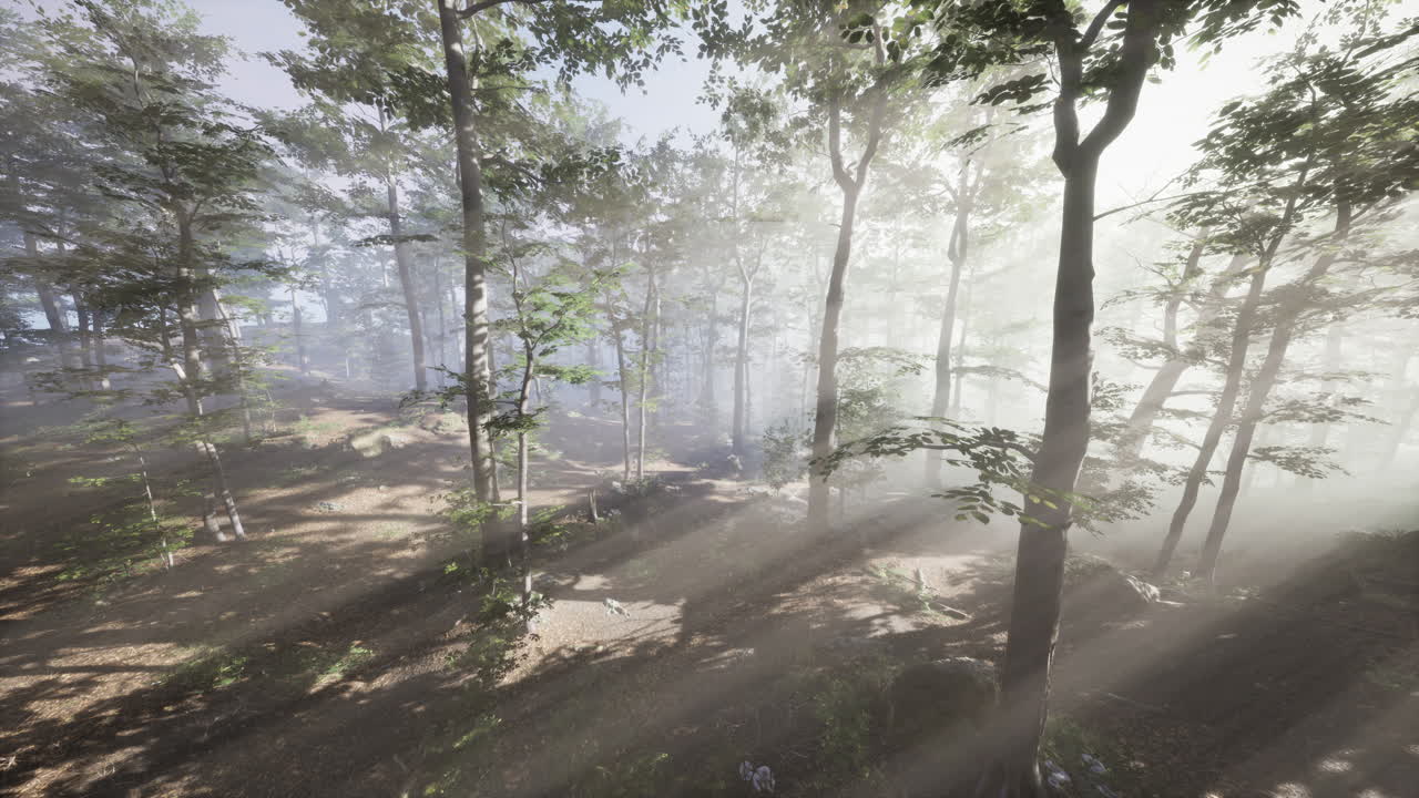 FPV flight scene of cinematic autumn season forest