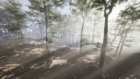 영화 속 가을 시즌 숲의 fpv 비행 장면