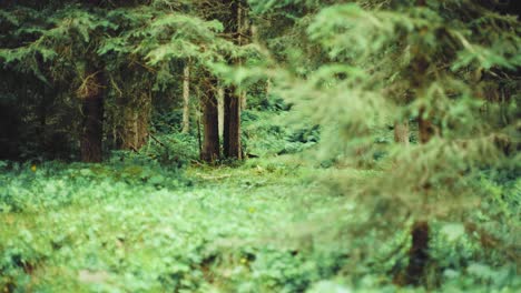 mysterious coniferous woodlands with a mossy trail in between on a sunny autumn day