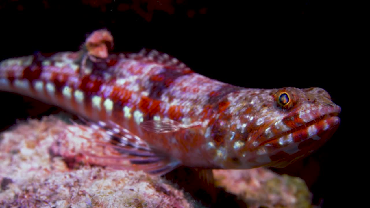 게가 등을 대고 걷는 동안 갈대 위에 가만히 누워 있는 도마뱀 물고기
