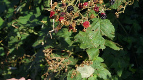 Männliche-Hand-Pflückt-Brombeeren-Aus-Einem-Busch-Im-Sonnenlicht,-Statisch-Gesperrt