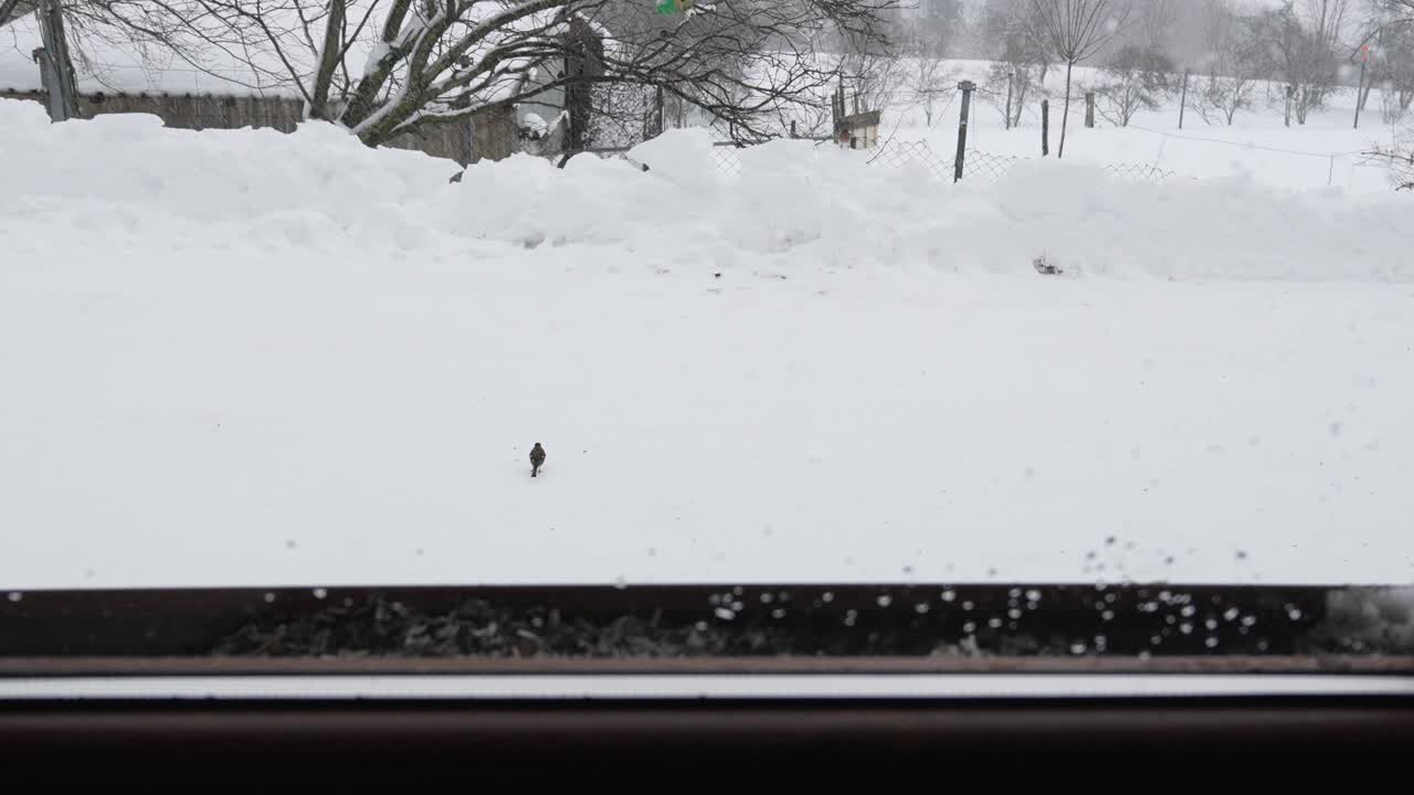 雪で覆われた窓から見たカラス科の鳥、雪の降る冬の風景。