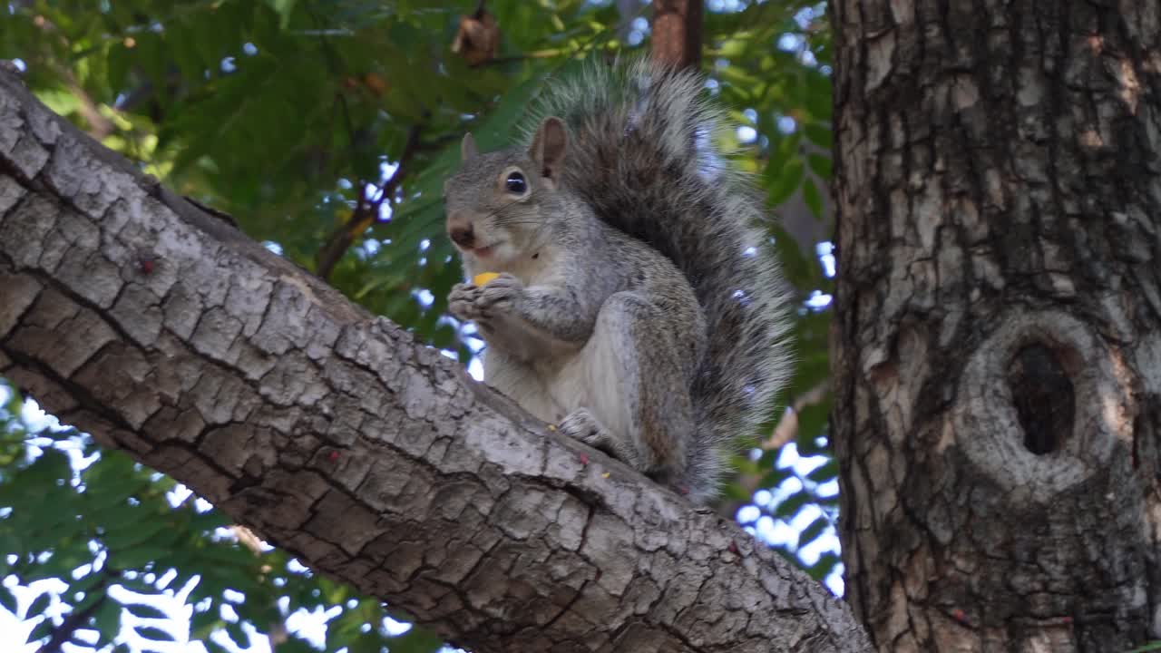 una ardilla comiendo en un árbol