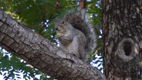 Una-Ardilla-Comiendo-En-Un-árbol