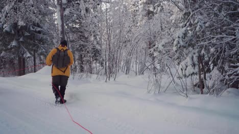 一名男子与阿拉斯加马拉穆特一起在雪地覆盖的森林中徒步旅行