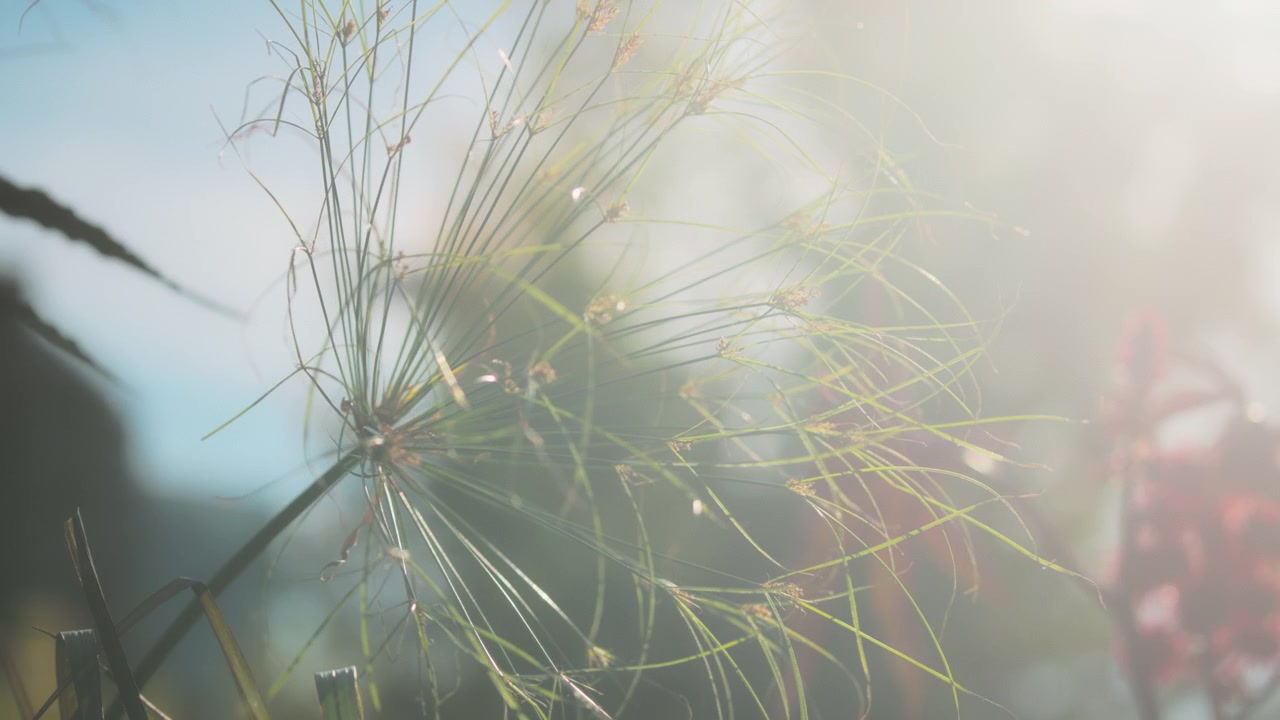 緑の植物に降り注ぐ太陽の光