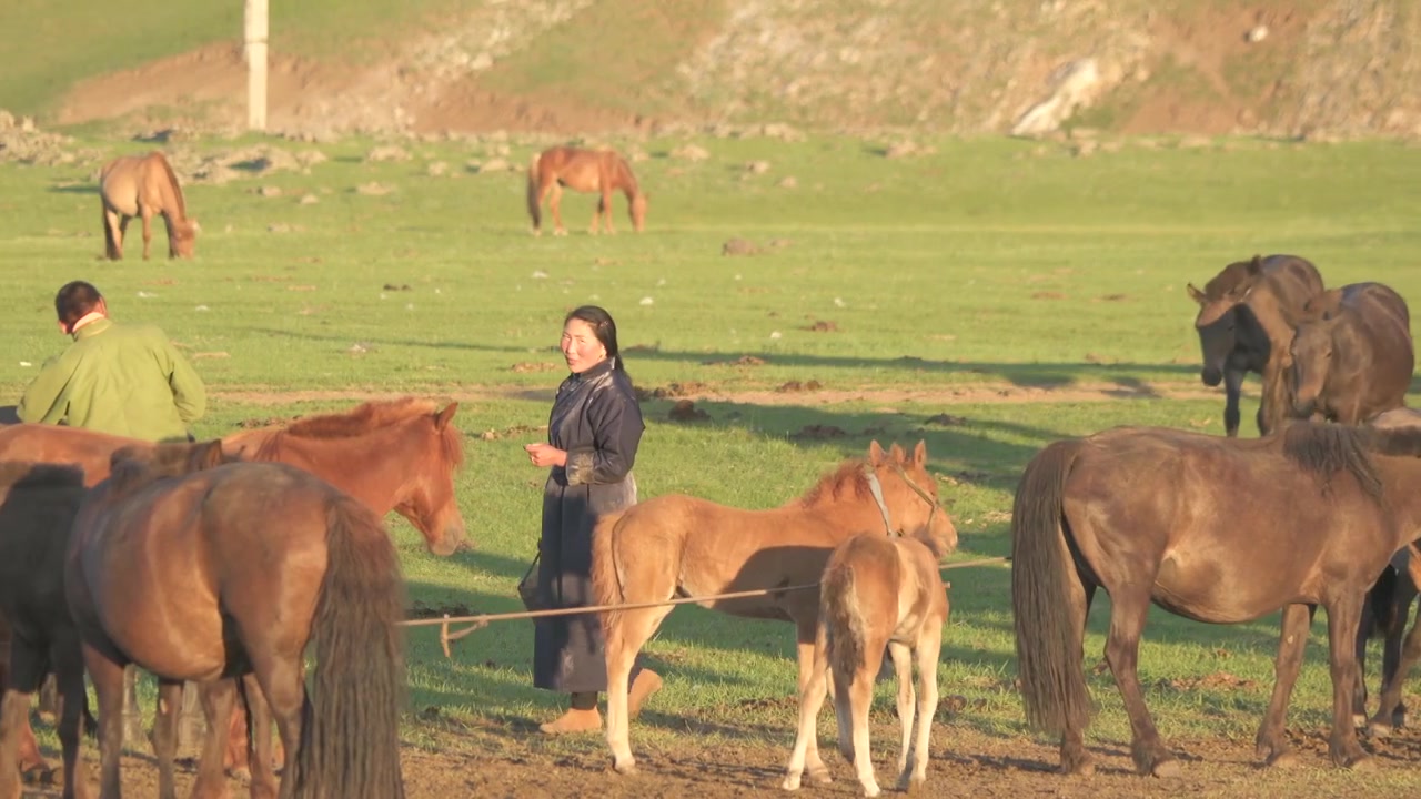 Mongolske gjetere som passer hester på en vidstrakt grønn eng