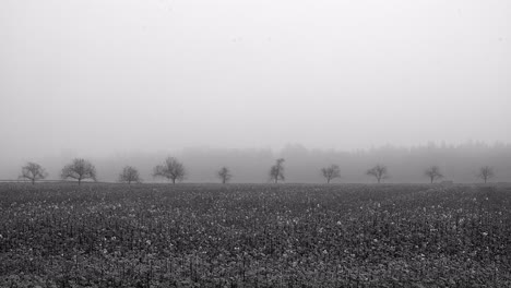 un automóvil conduce a lo largo de una avenida de fondo con un campo en una mañana nublada en primer plano, un paisaje establecido filmado en 4k y en blanco y negro