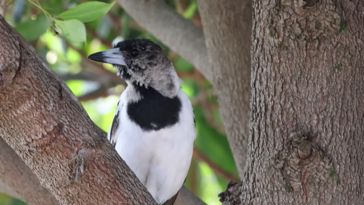 el pájaro se pone, mira a su alrededor, luego vuela lejos.