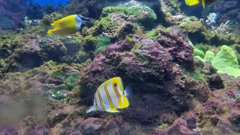 clownfish interacting with a vibrant green sea anemone on a rocky reef floor in a tropical aquarium