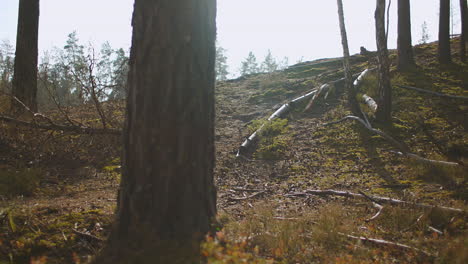 Ein-Erwachsener-Mann-Mit-Rucksack-Durchquert-An-Einem-Herbsttag-Den-Wald-Und-Wandert-Allein-Mit-Dem-Rucksack-Und-Wandert-Im-Wald