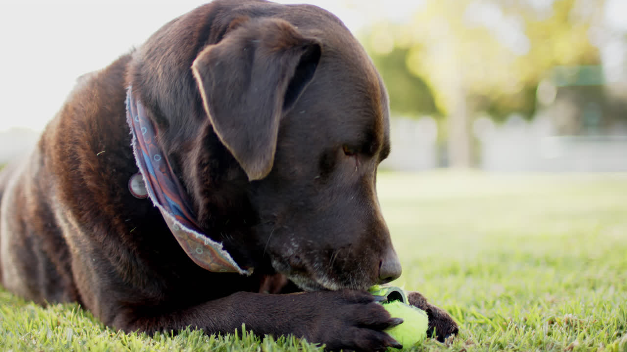 close up de perro jugando con la pelota en el jardín soleado, cámara lenta