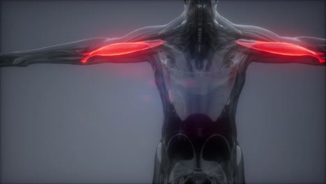 mapa de la anatomía muscular seleccionado