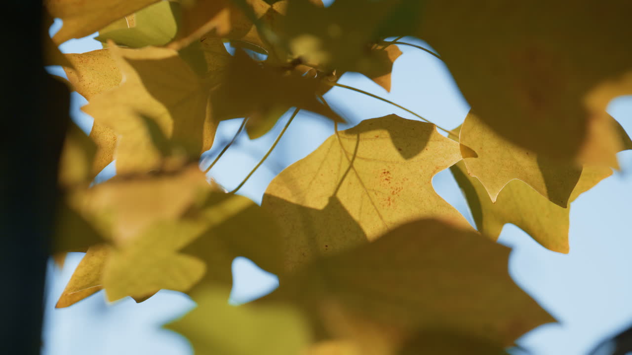 пышное золотое кленовое дерево растет осенний лес. желтая листва качается ветром.