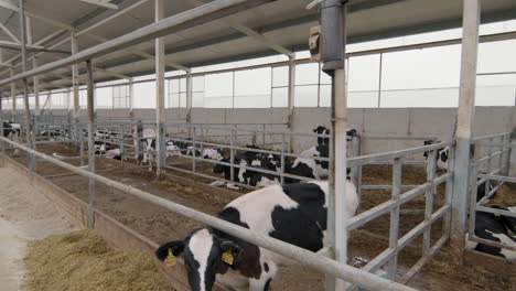 cows at commercial farm