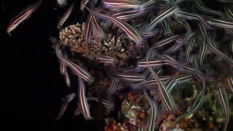 many false catfish swimming over coral reef at night in the philippines