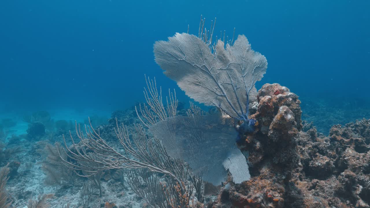 Intricate Sea Fan Swaying Gracefully on a Vibrant Coral Reef — Peaceful Tropical Underwater Scenery with Detailed Marine Life — Captured in Stunning 4K 60 FPS for Stock Footage