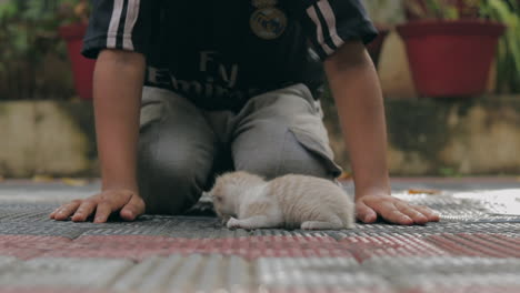 a child gently pets a tiny sleeping kitten.