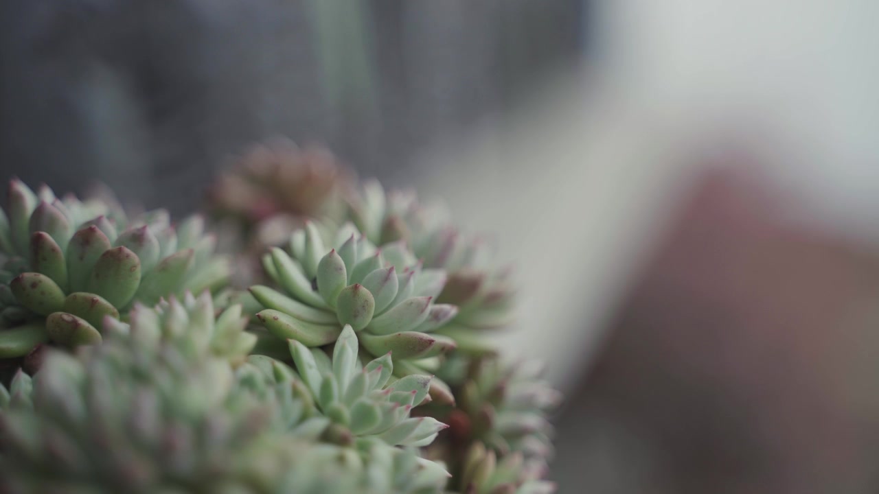 C'è un albero succulento nel giardino.