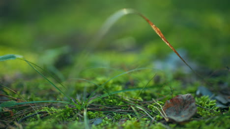 close-up of green plants illuminated by gentle sunlight in forest setting, with soft focus on leaves and delicate stems, warm glow enhances tranquility and natural beauty of foliage on mossy ground