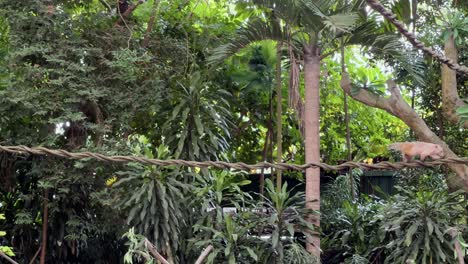 lindo pequeño coatí sudamericano, nasua nasua caminando con cautela a través de la vid del árbol oscilante en el zoológico safari de singapur, reservas de vida silvestre mandai, zoom en tiro estático
