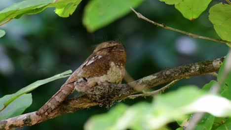 the javan frogmouth or horsfield's frogmouth is found in thailand and other asian countries