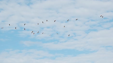 Bandada-De-Flamencos-Volando-Alto-Bajo-El-Cielo-Azul-Brillante-Con-Nubes-Blancas-Esponjosas---Tiro-De-ángulo-Bajo