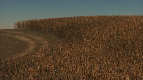 gold wheat field at sunset landscape