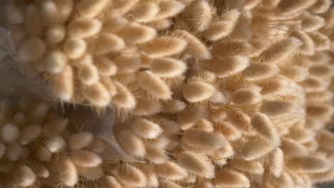 close-up of dried bunny tail flowers