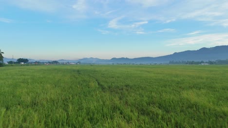 Serene Rice Paddy Field with Mountain View