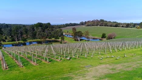 Drove-over-winery-with-birds-flying-in-a-cinematic-finish