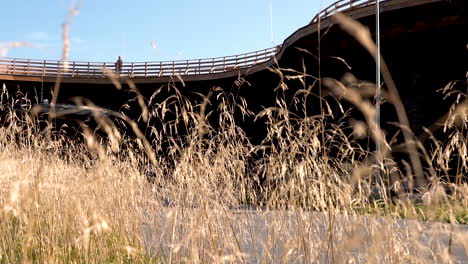 primer plano de ángulo bajo de cultivos de campo de trigo y puente alto en segundo plano al sol