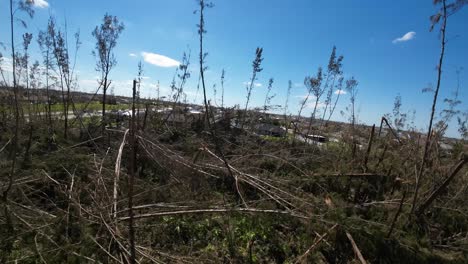 bosque de vista aérea y árboles destruidos en la tormenta