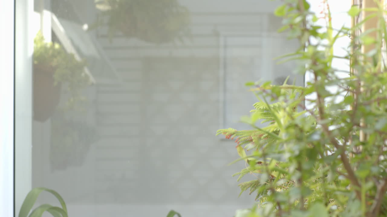 Plants in pots growing indoors near window with natural light, copy space