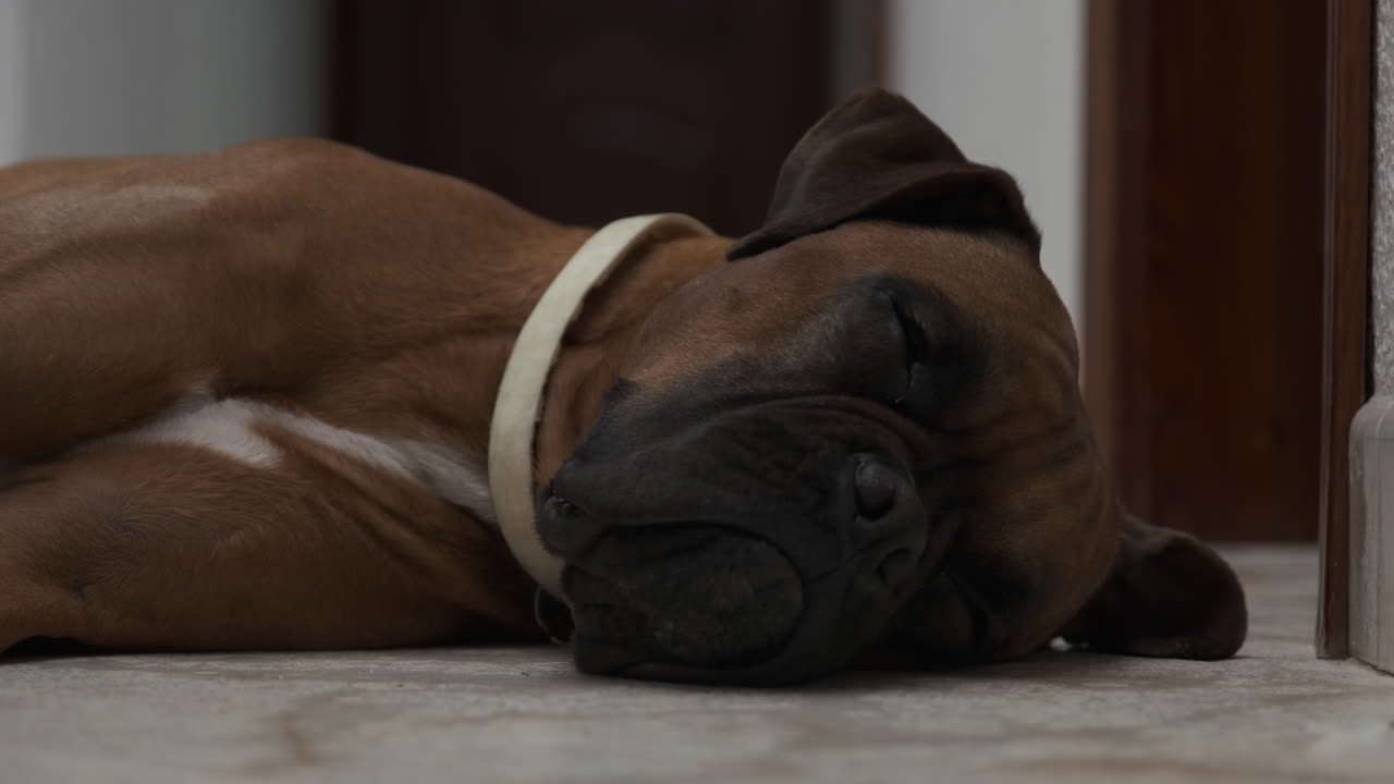 A brown Boxer dog resting on the floor.