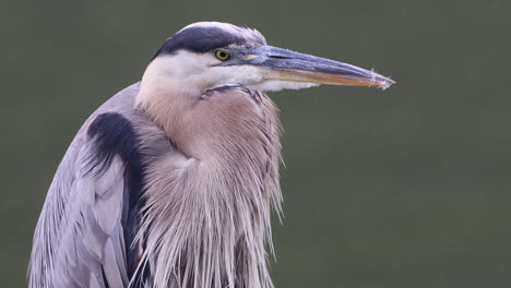 a gray heron sitting in the rain and watching the world