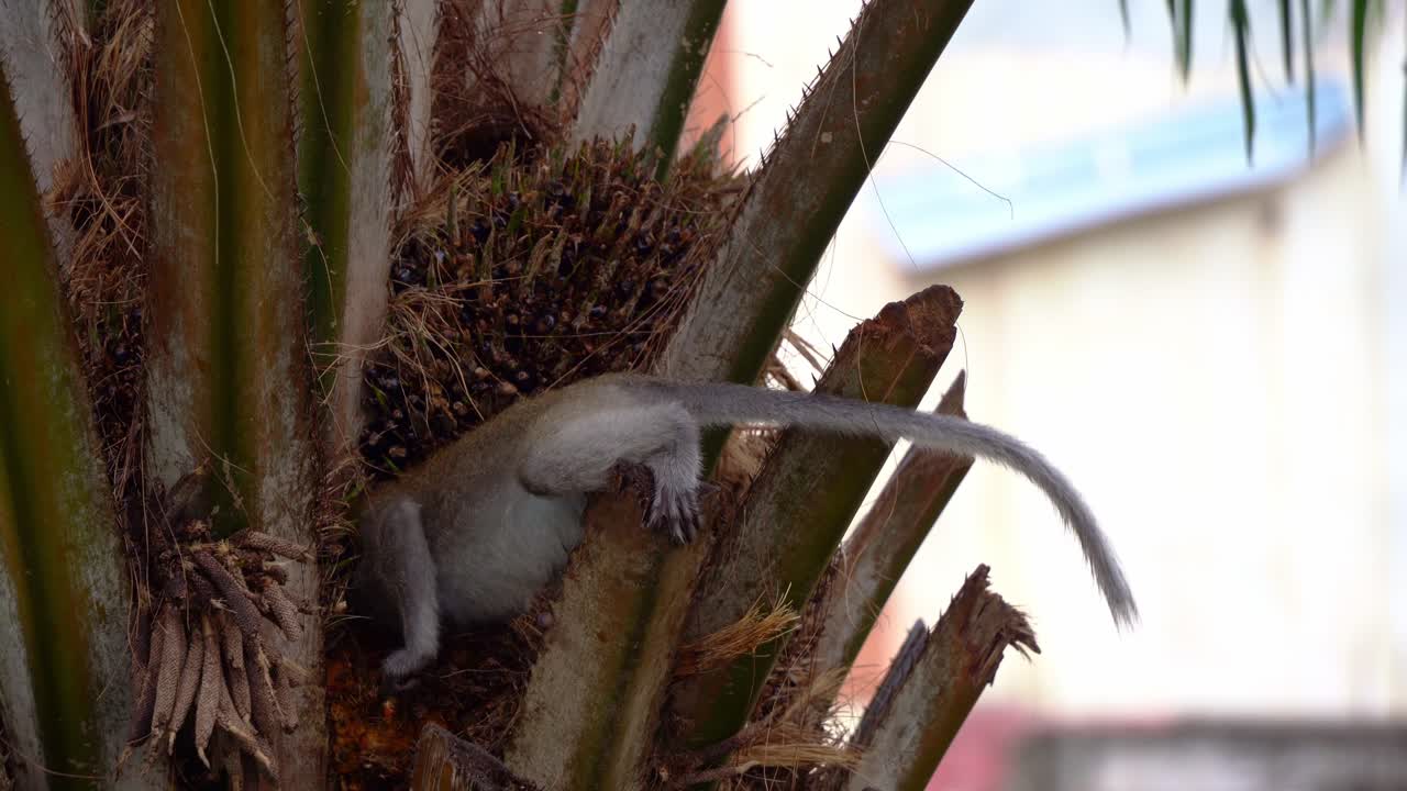 tomada de cerca de dos macacos de cola larga, macacos comedores de cangrejos, macaca fascicularis en la palmera, invasores oportunistas de cultivos ocupados cavando con sus manos prensiles y alimentándose de nueces y frutas de palma