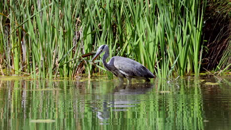 Close-up-shot-of-Gray-Heron-catching-fish-in-natural-lake-during-sunny-day