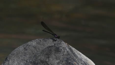 On-the-rock-facing-the-camera,-flies-away-and-returns-to-reposition,-river-background,-afternoon-sun