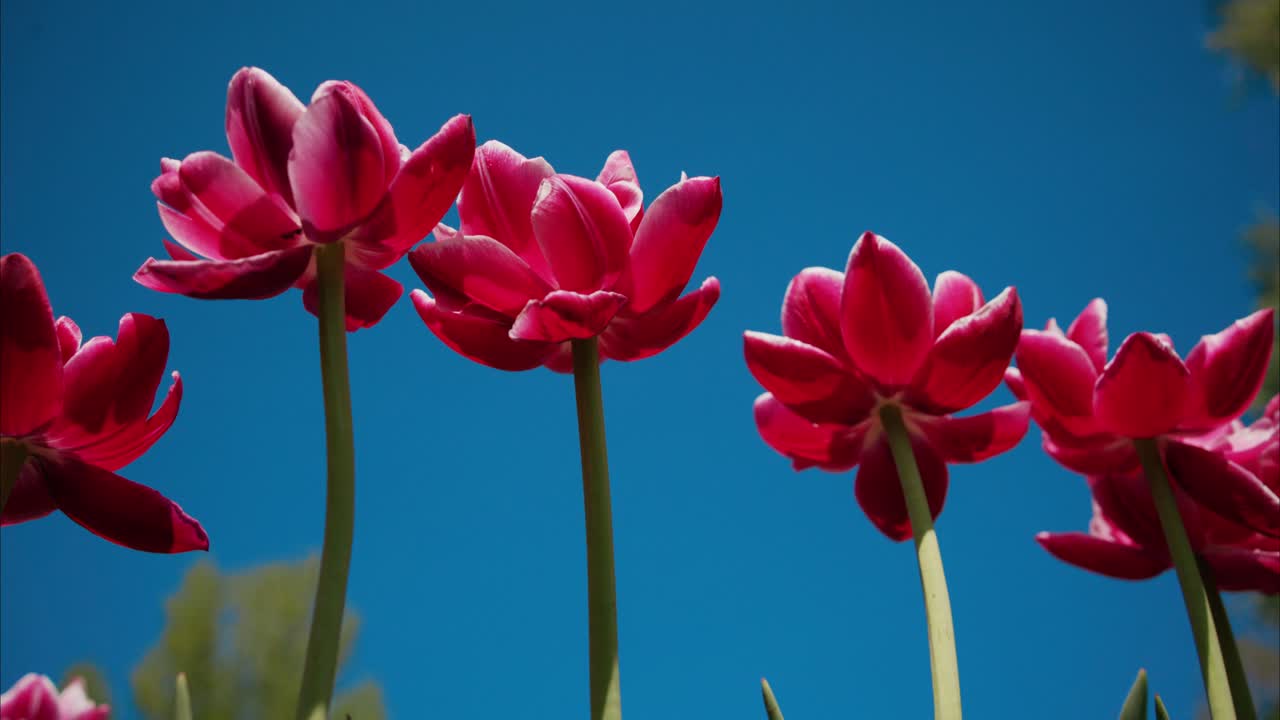 Tulips bloom bright red against vivid blue sky. Low-angle shot emphasizes flowers' graceful forms. Green stems rise tall, reaching toward sunlight. Ideal for spring themes, garden scenes